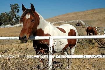 Image showing Horse