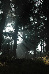 Image showing Sunbeams