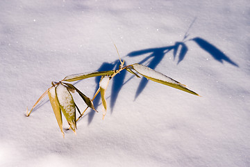 Image showing bamboo shoot