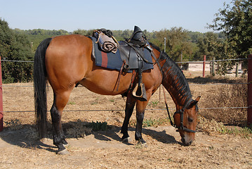 Image showing Cavalry horse