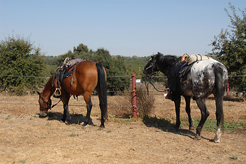 Image showing Cavalry horses