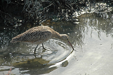 Image showing Curlew