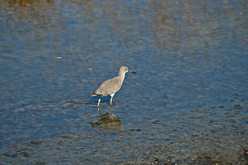 Image showing Red knot