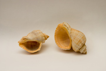 Image showing Sea shells