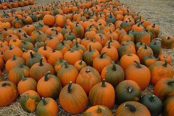 Image showing Pumpkins