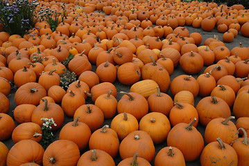 Image showing Pumpkins