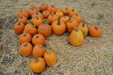 Image showing Pumpkins