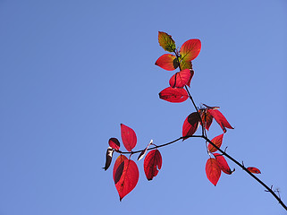 Image showing Shrub shoot with red leaves