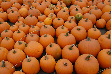 Image showing Pumpkins