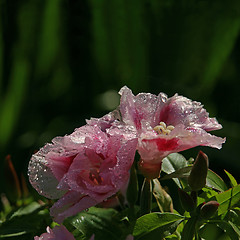 Image showing dew on translucent petals