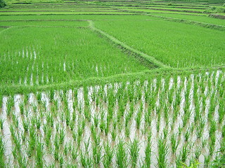 Image showing Rice Plantation in Asia