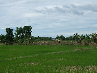 Image showing Asian Rice Plantation