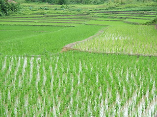 Image showing Rice Field in Asia