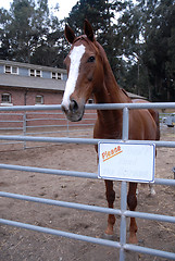 Image showing Don't Feed The Horses