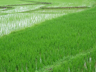 Image showing Rice Field in Asia