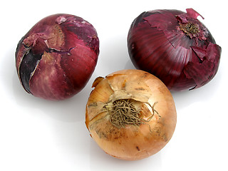 Image showing Onion