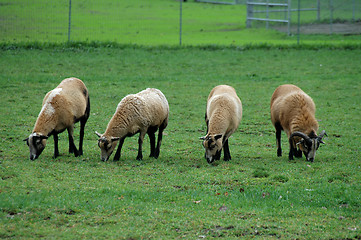 Image showing Grazing sheep