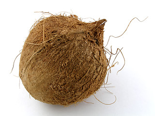 Image showing Coconut