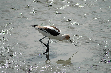 Image showing Avocet