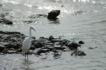 Image showing Great egret