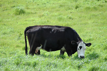 Image showing Expressive cow