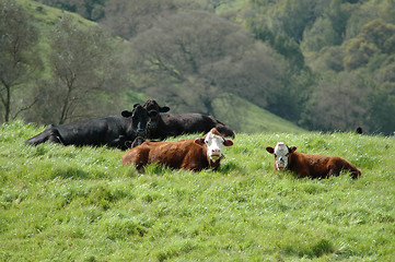 Image showing Expressive cows