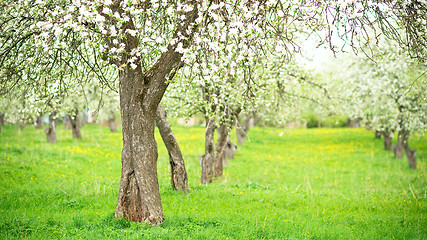 Image showing Blooming apple trees