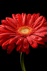 Image showing red gerbera