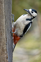 Image showing Great Spotted Woodpecker (Dendrocopos major)