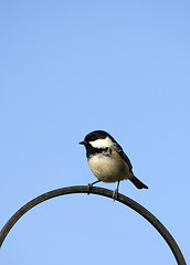 Image showing Coal Tit (Parus ater)