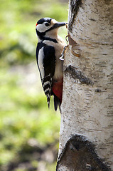 Image showing Great Spotted Woodpecker (Dendrocopos major)