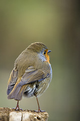 Image showing Robin (Erithacus rubecula)