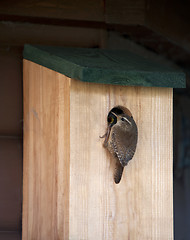 Image showing Wren (Troglodytes troglodytes)