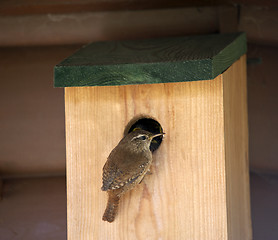 Image showing Wren (Troglodytes troglodytes)