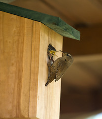 Image showing Wren (Troglodytes troglodytes)