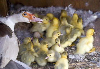 Image showing Muscovy (Cairina moschata)