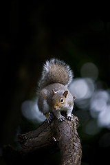 Image showing Grey Squirrel (Sciurua carolinensis)