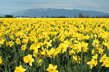 Image showing Yellow daffodils