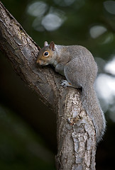 Image showing Grey Squirrel (Sciurua carolinensis)