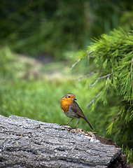 Image showing Robin (Erithacus rubecula)