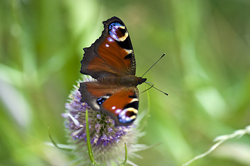 Image showing Peacock Butterfly