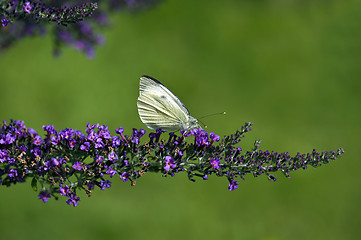 Image showing Large White Butterfly (Pieris brassicae)