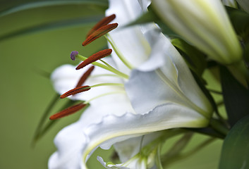 Image showing Lily (Lilium)