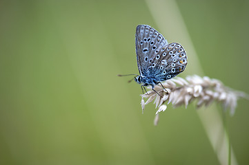 Image showing Common Blue Butterfly (Polyommatus icarus)