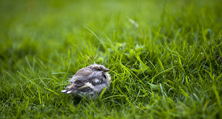 Image showing Chaffinch Fledgling (Fringilla coelebs)