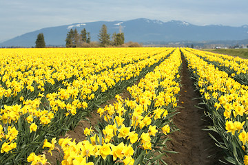 Image showing Yellow daffodils