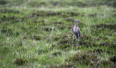 Image showing Curlew (Numenius arquata)