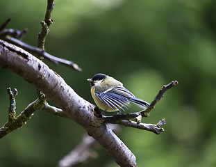 Image showing Great Tit (Parus major)