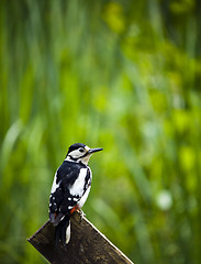 Image showing Great Spotted Woodpecker (Dendrocopos major)