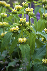 Image showing Yellow Archangel (Lamium galeobdolon)